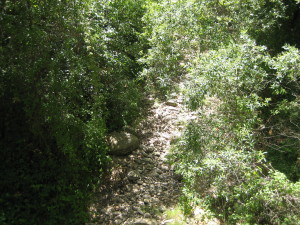 View of DRY Rincon Creek