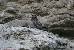 Eagle Owl in the Ebro Valley by Alfredo Sánchez