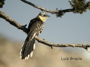 Great Spotted Cuckoo in Monegros by Luis Gracia