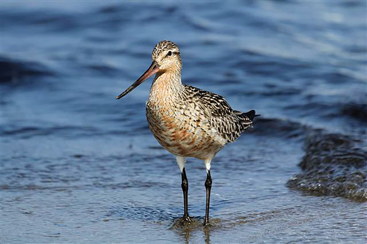 Photo of Bar-tailed Godwit. Photo by W. Fritz.